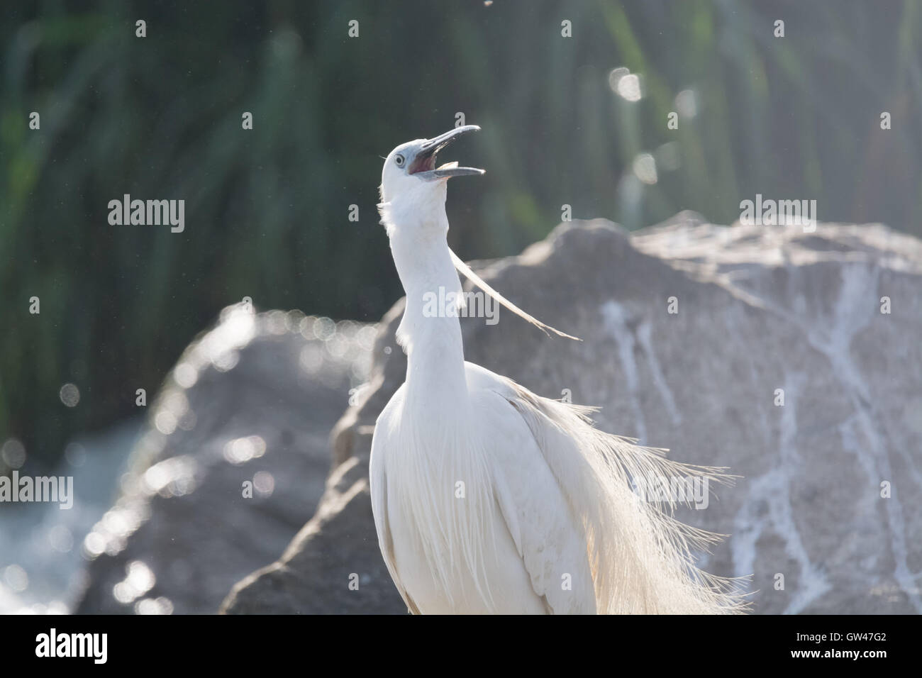 Heron in der Wüste von Ägypten Reiher in der Wüste von Ägypten Stockfoto