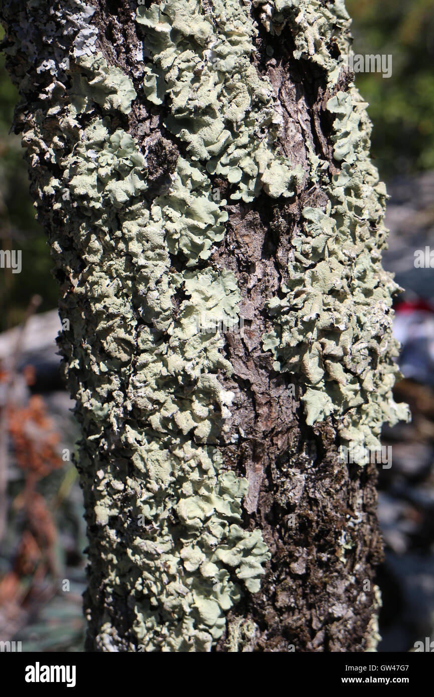 Parmelia sulcata Stockfoto