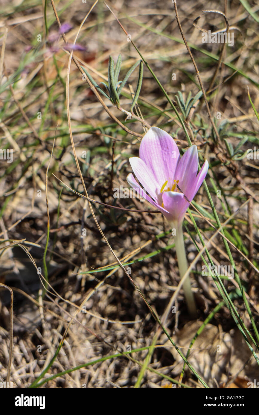 Colchicum autumnale Stockfoto