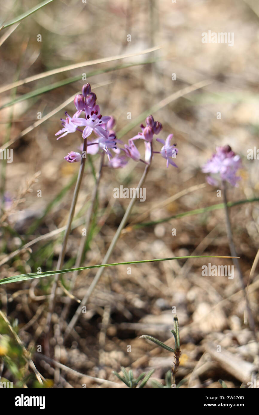 Scilla automnalis Stockfoto