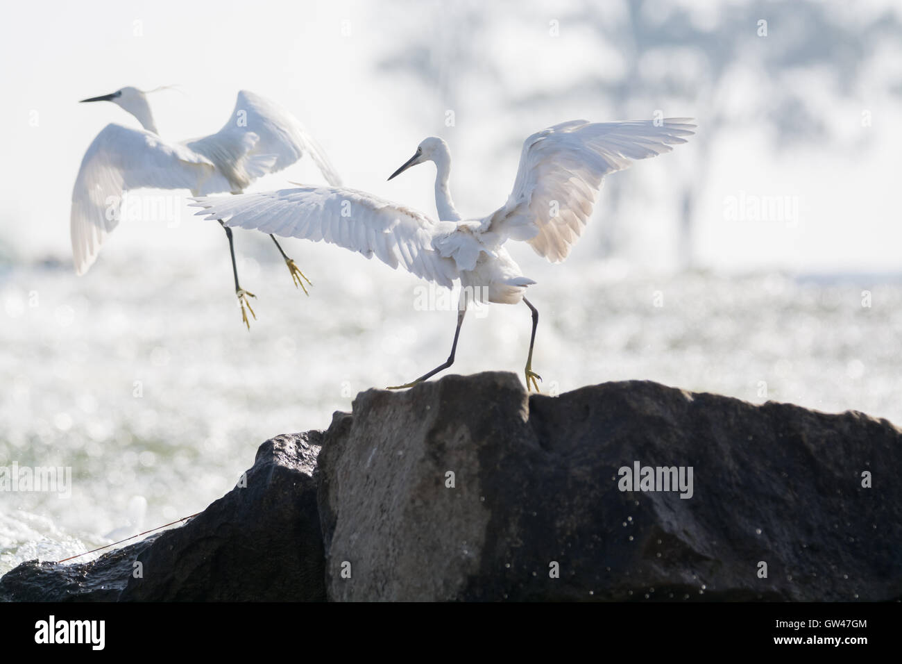 Heron in der Wüste von Ägypten Reiher in der Wüste von Ägypten Stockfoto