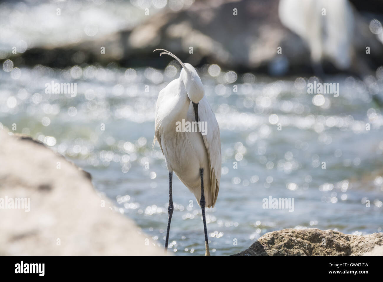 Heron in der Wüste von Ägypten Reiher in der Wüste von Ägypten Stockfoto