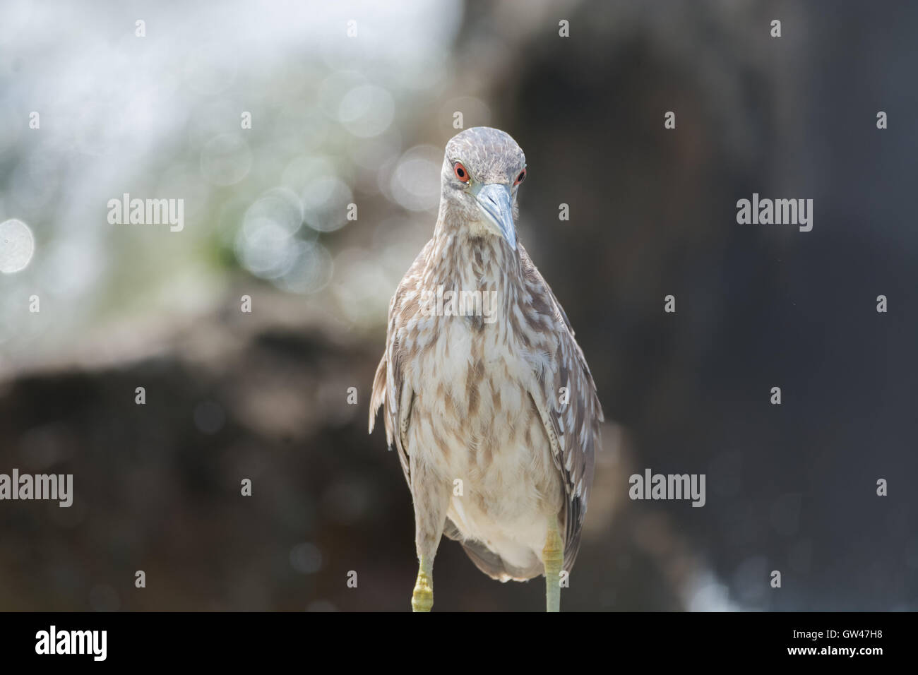 Heron in der Wüste von Ägypten Reiher in der Wüste von Ägypten Stockfoto