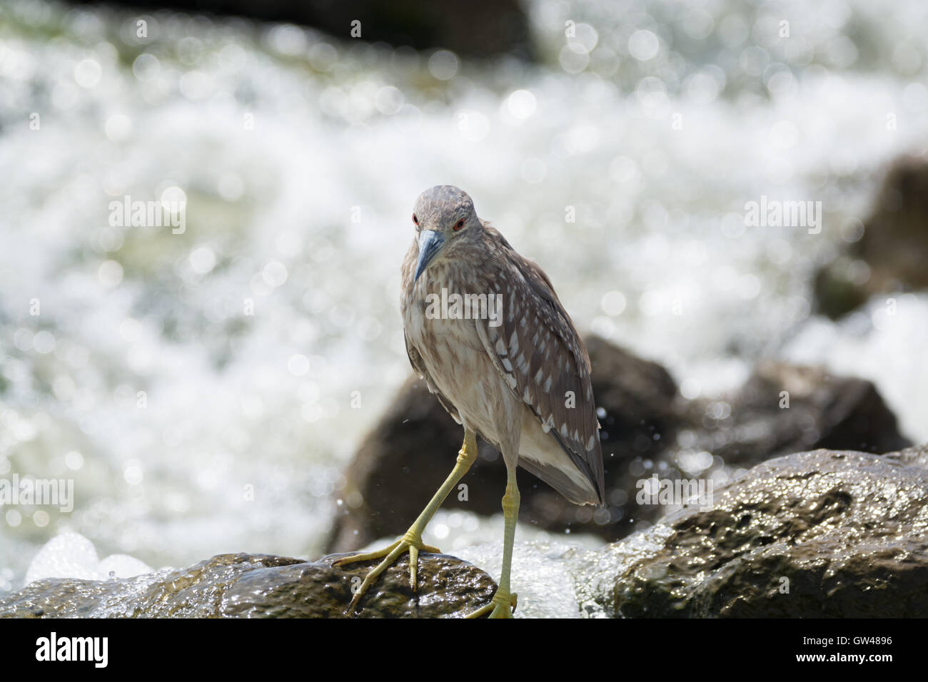 Heron in der Wüste von Ägypten Reiher in der Wüste von Ägypten Stockfoto