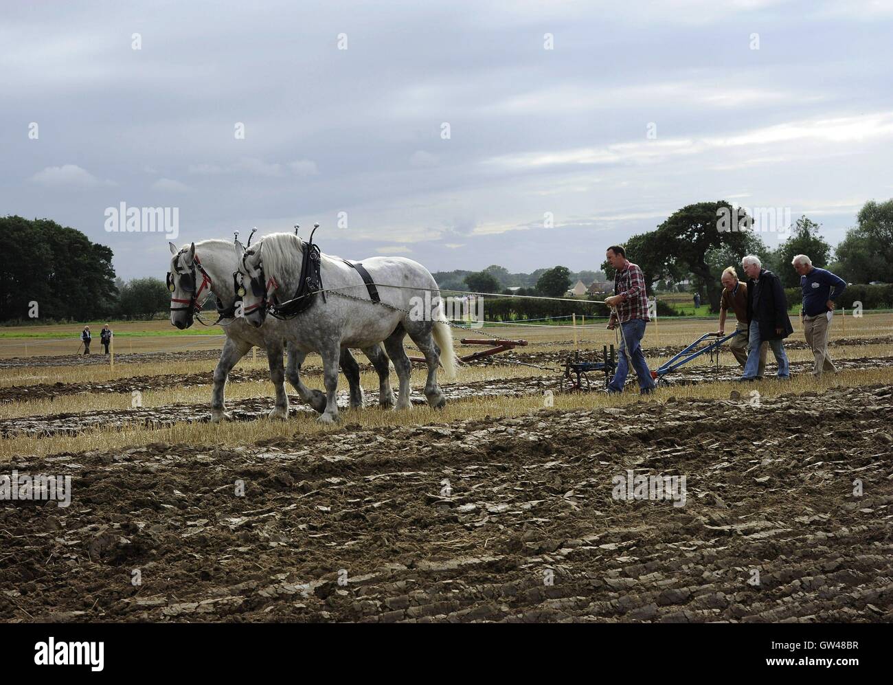 J J Delaney, repräsentiert von Cork, Irland in das Pferd Pflügen an den World-Pflügen-Wettbewerb am Crockey-Hügel in der Nähe von York, wo Vertreter aus über dreißig Ländern konkurrierten in verschiedenen Kategorien, die Weinlese und Pferdekutsche neben herkömmlichen Traktoren enthalten. Stockfoto