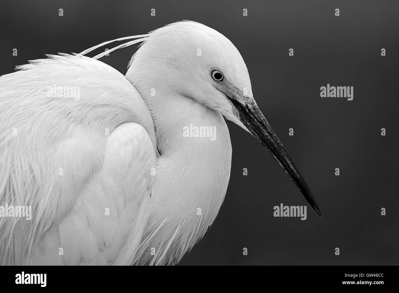 Heron in der Wüste von Ägypten Reiher in der Wüste von Ägypten Stockfoto
