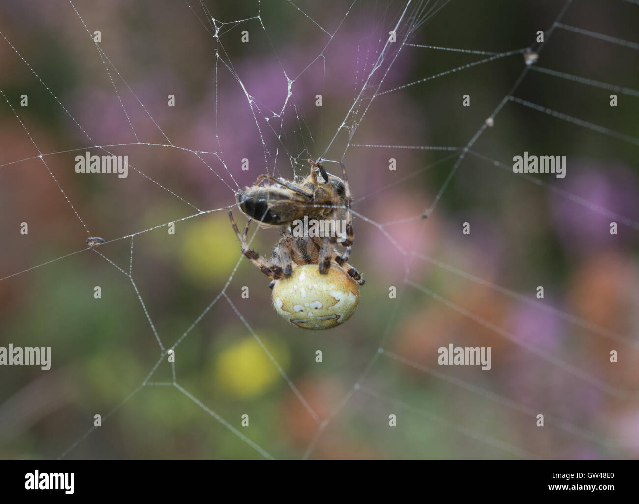 Orb Spinne fangen Beute (Honigbiene) auf Heideland in Hampshire, England Stockfoto