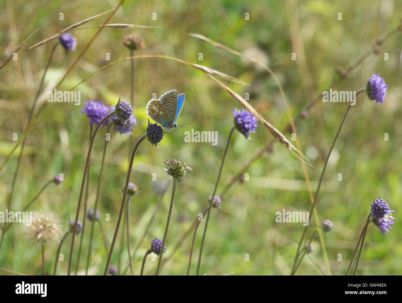 Männliche Adonis blauer Schmetterling (Polyommatus Bellargus) auf Wildblumen im alten Winchester Hill in Hampshire, England Stockfoto