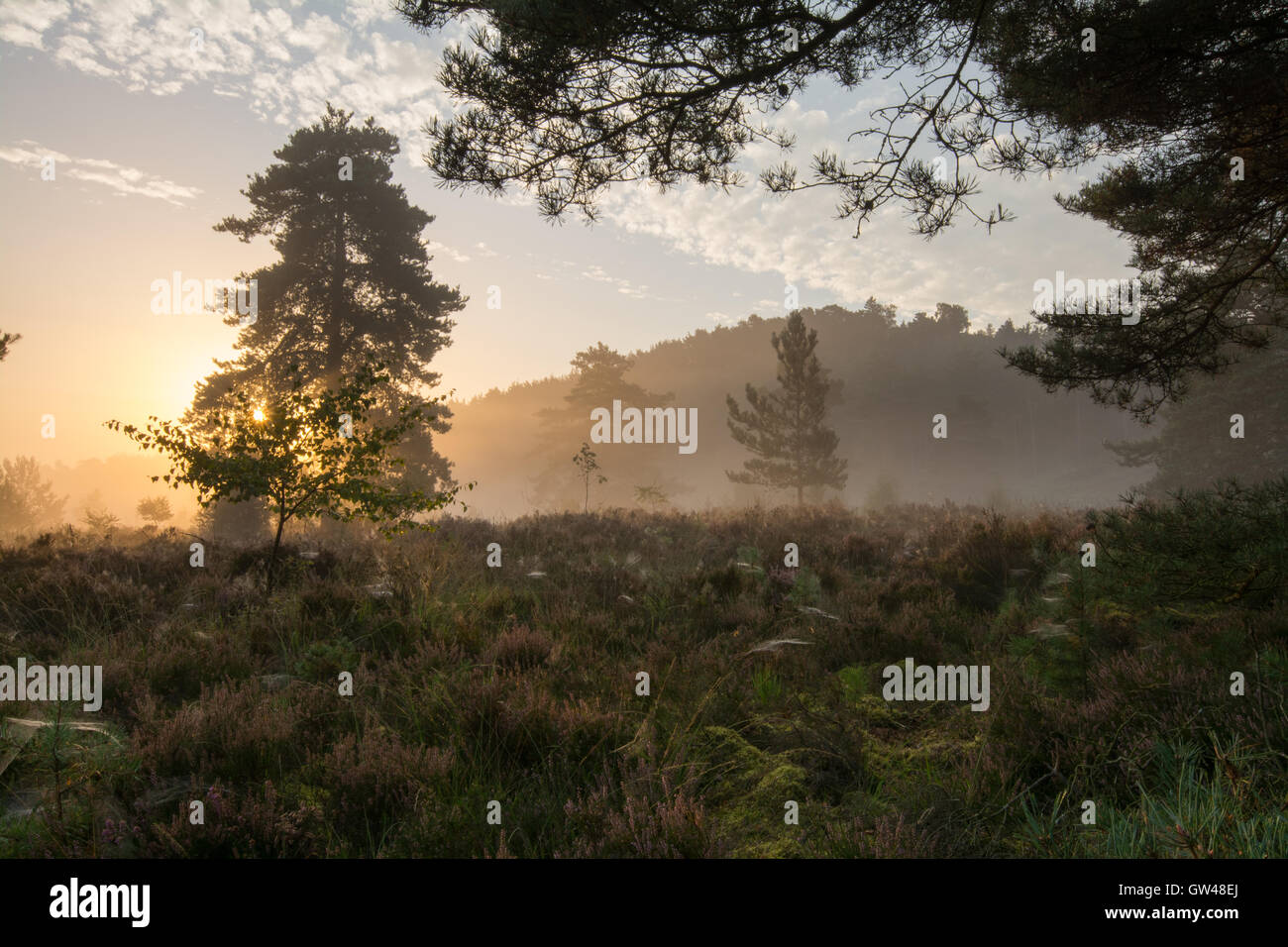 Am frühen Morgen neblige Landschaft Blick in Frensham blinkt in Surrey, England. Ein schöner Tag auf der Heide. Stockfoto