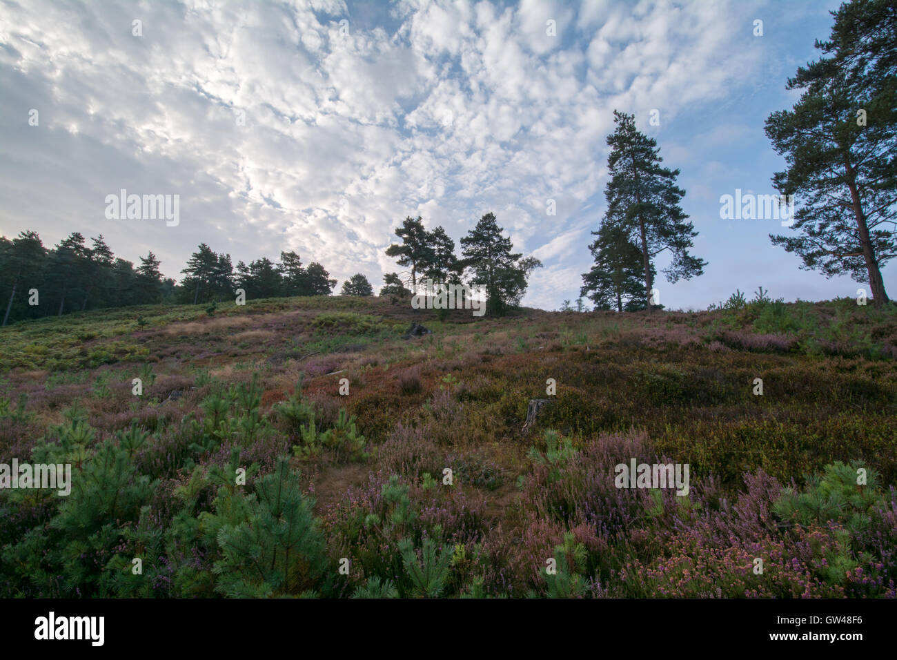 Am frühen Morgen Landschaft in Frensham blinkt in Surrey, England, Großbritannien Stockfoto