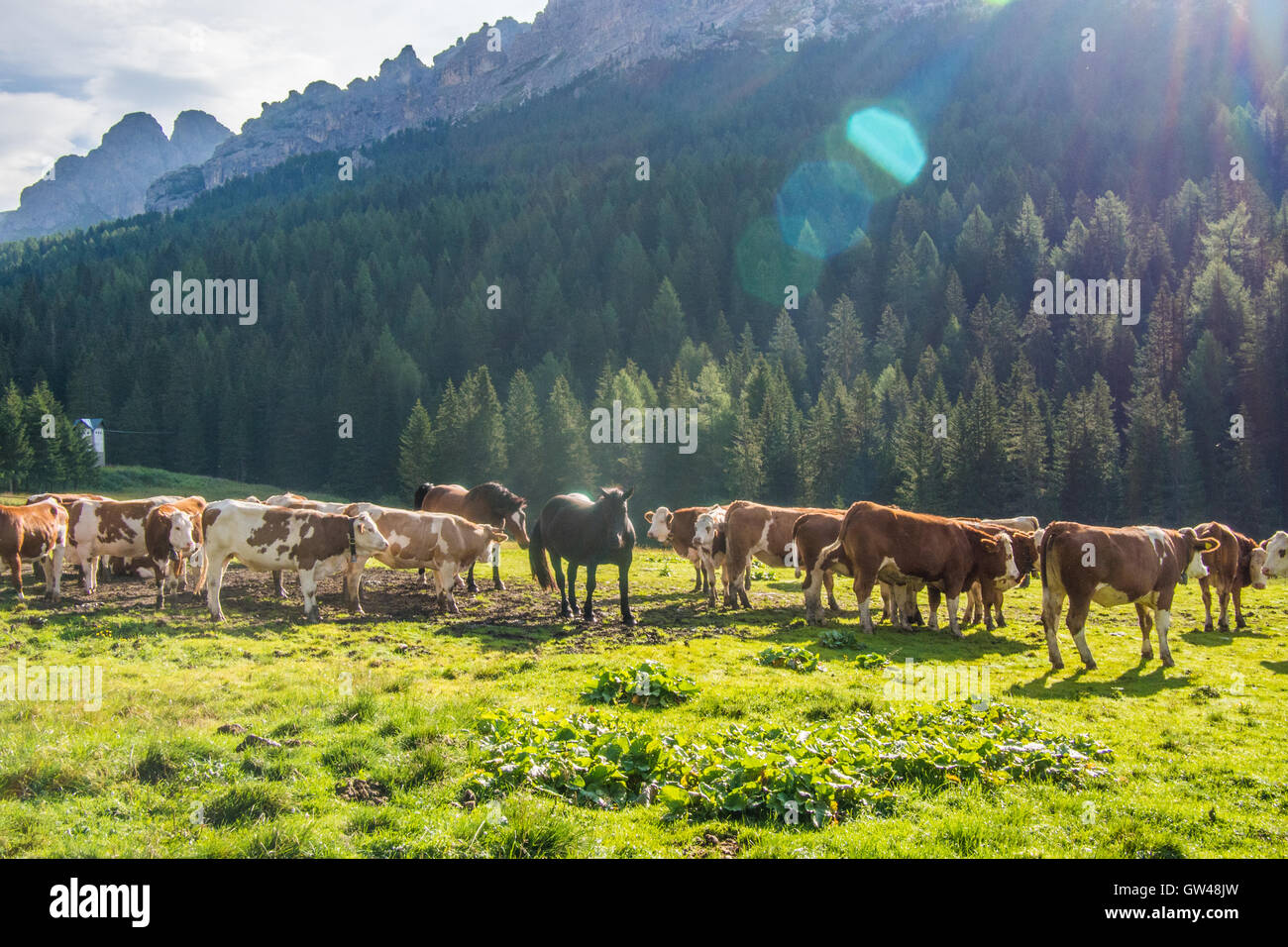 Pferde und Rinder in Misurina bei Auronzo do Cadore, Provinz Belluno, Region Venetien, Italien. Stockfoto