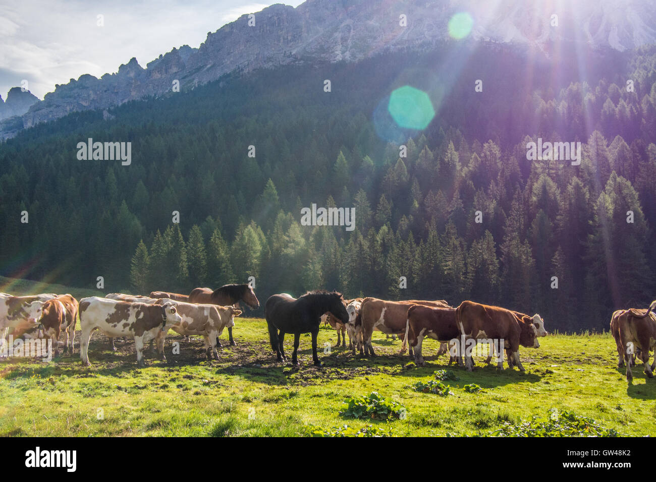Pferde und Rinder in Misurina bei Auronzo do Cadore, Provinz Belluno, Region Venetien, Italien. Stockfoto