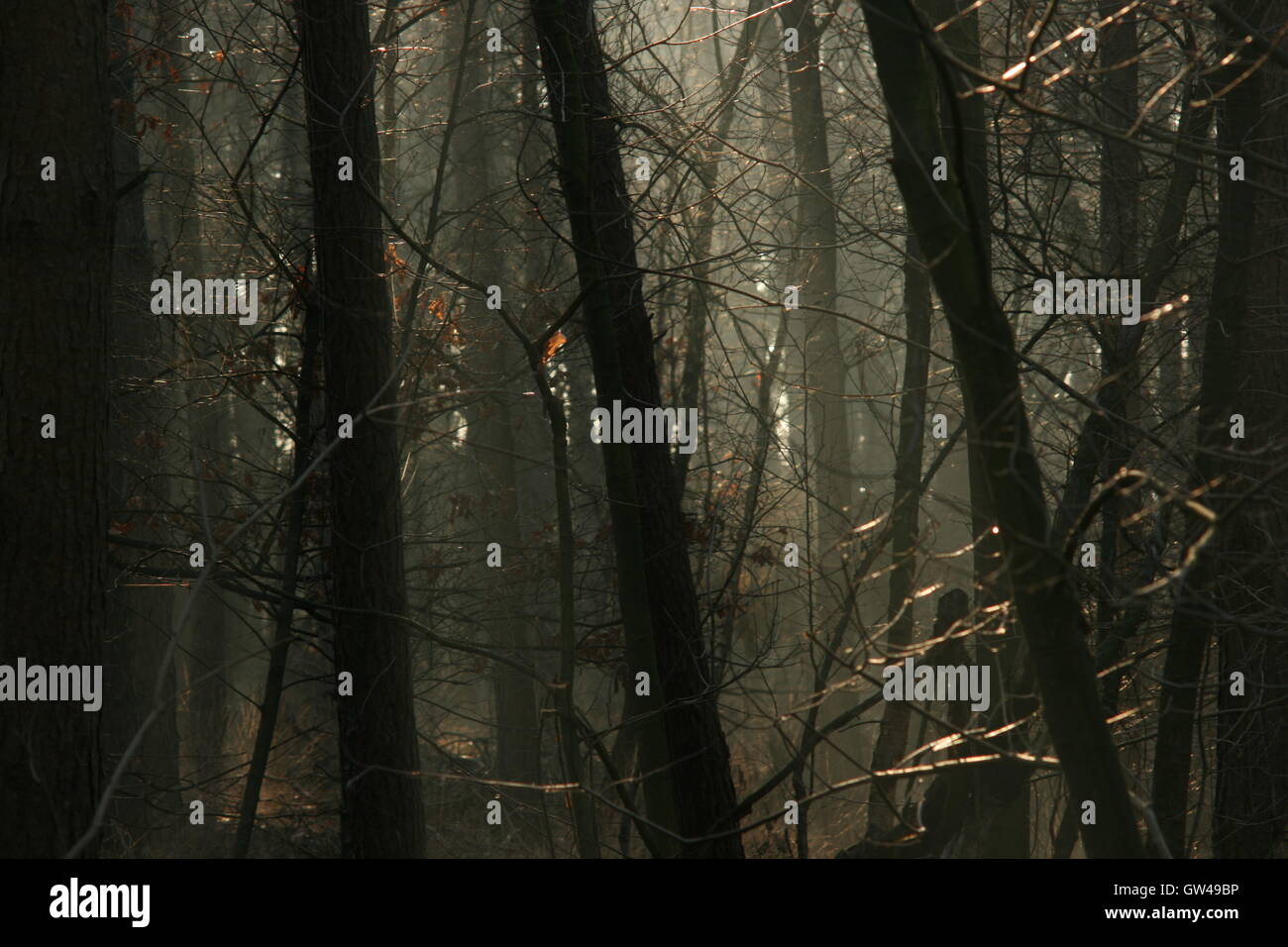 Dichten Winterwald in Belgien. Licht dringt in eine Öffnung in den Baumkronen. Schwül und düstere Atmosphäre, Array von Zweigen. Stockfoto