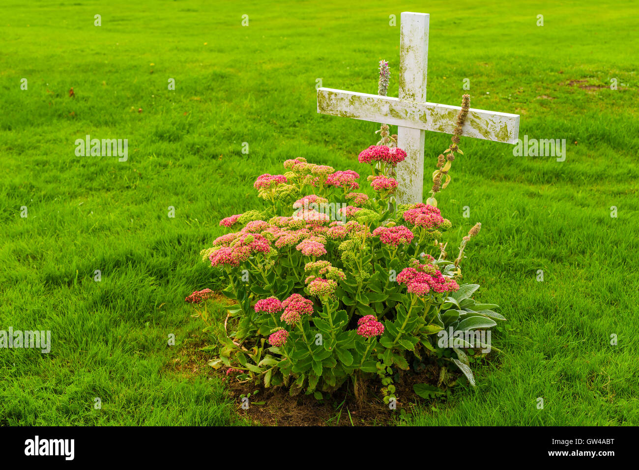 Weißes Holzkreuz und rote Blumen auf einem kleinen Grab von Rasen umgeben. Stockfoto