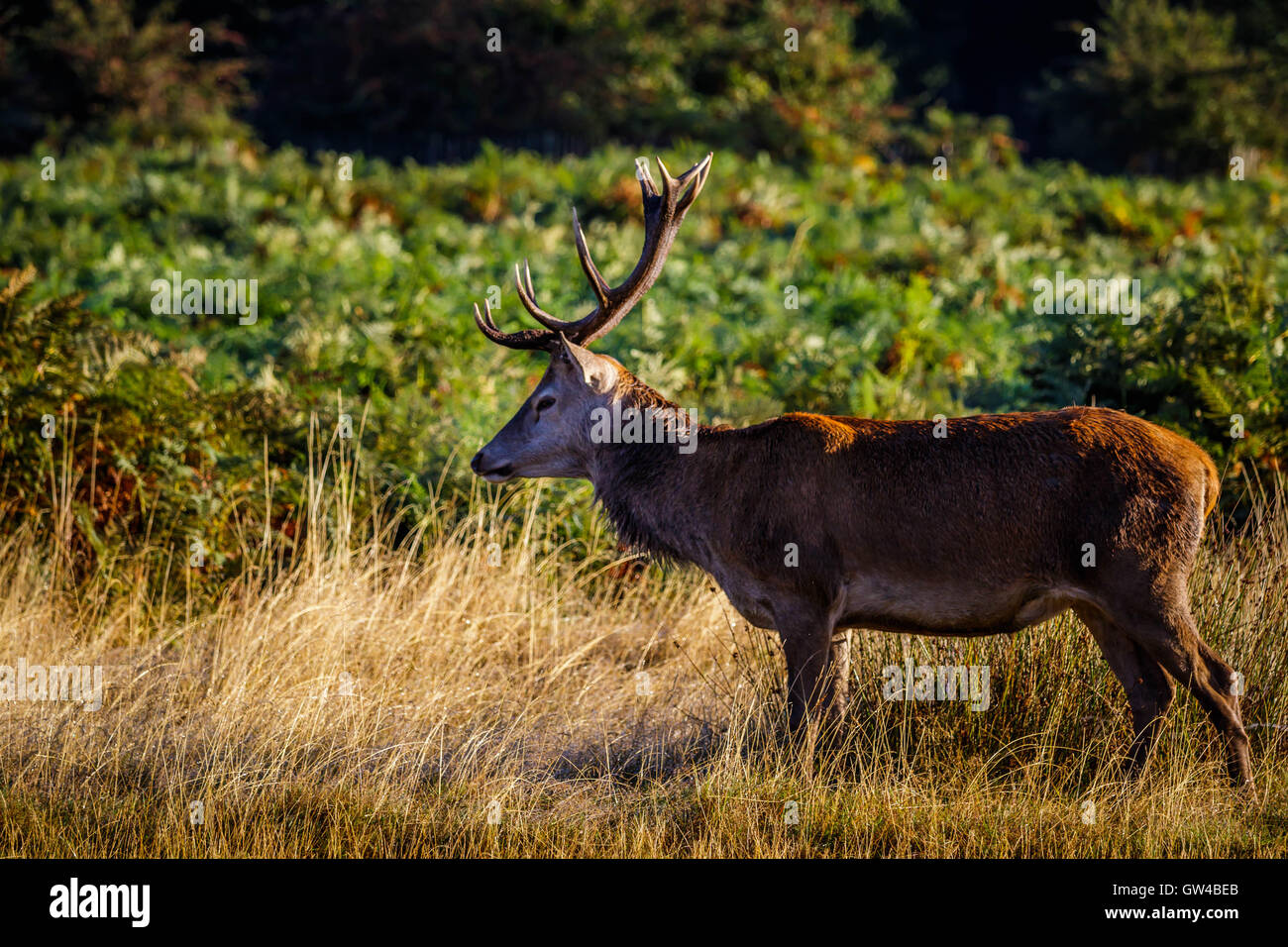 Reh im Richmond Park London England. Diese wurden in einer sehr frühen Herbstmorgen. Stockfoto