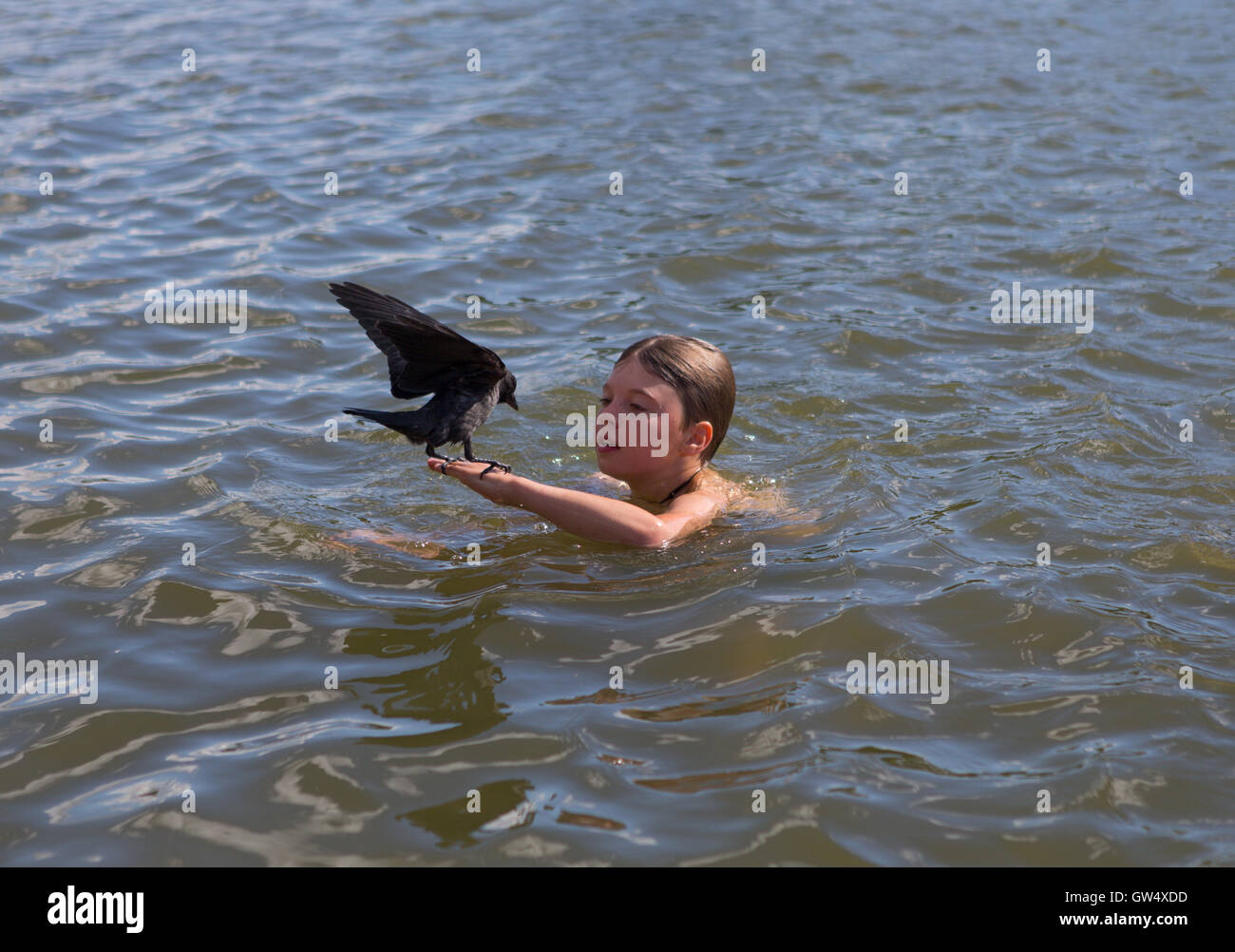 Eine zahme Rabe Vogel auf jungen Hand im Wasser schwimmen Stockfoto