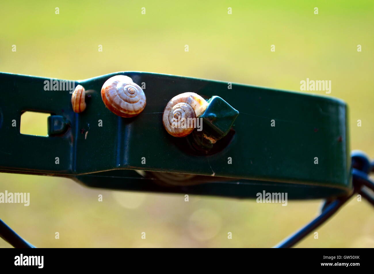 Weiße gartenschnecken Fotos und Bildmaterial in hoher Auflösung Alamy
