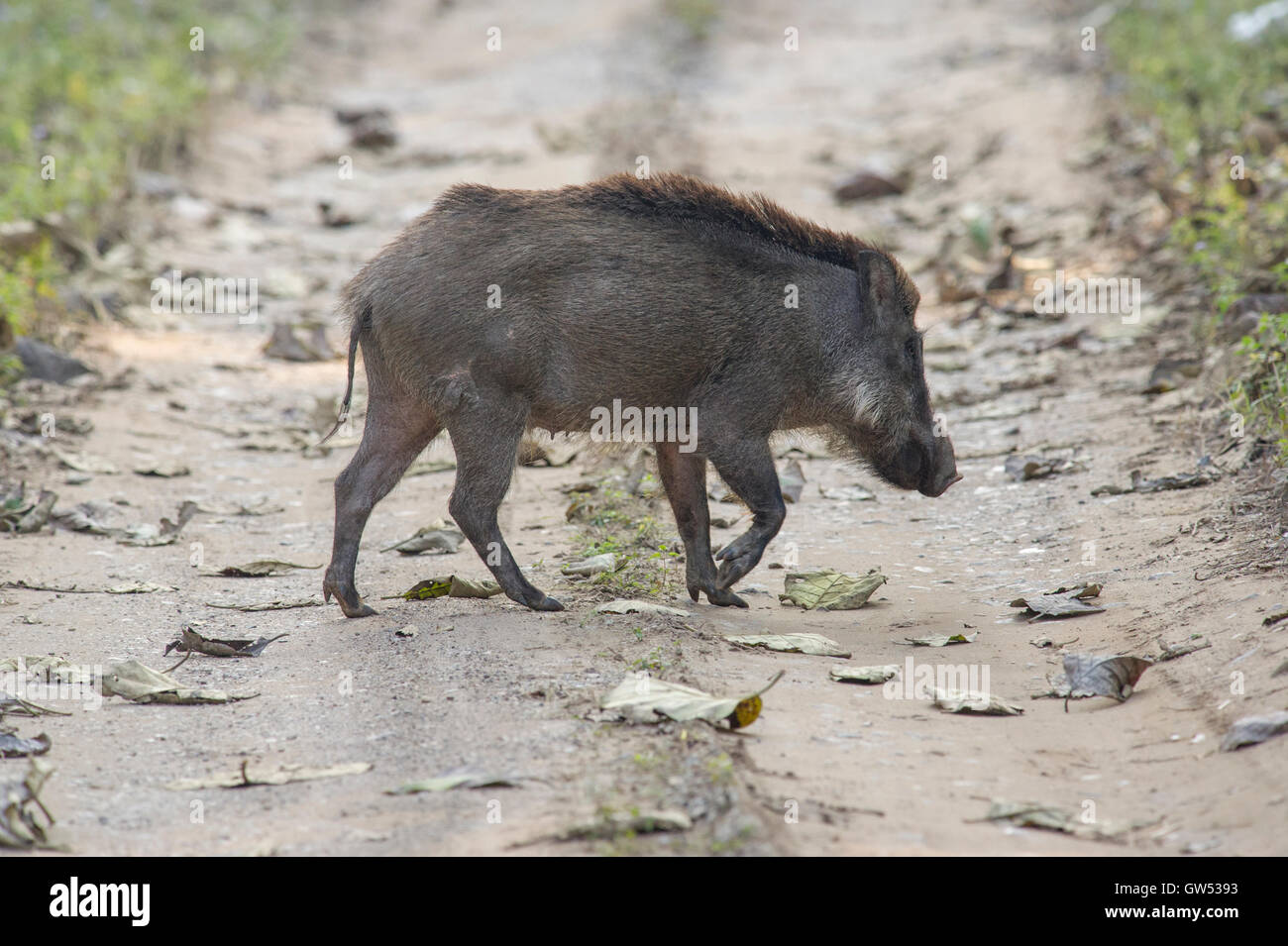 Eine indische Wildschwein (Sus Scrofa Cristatus) beim Überqueren der Straße in Rajaji National Park, Rishikesh, Uttarakhand, Indien Stockfoto