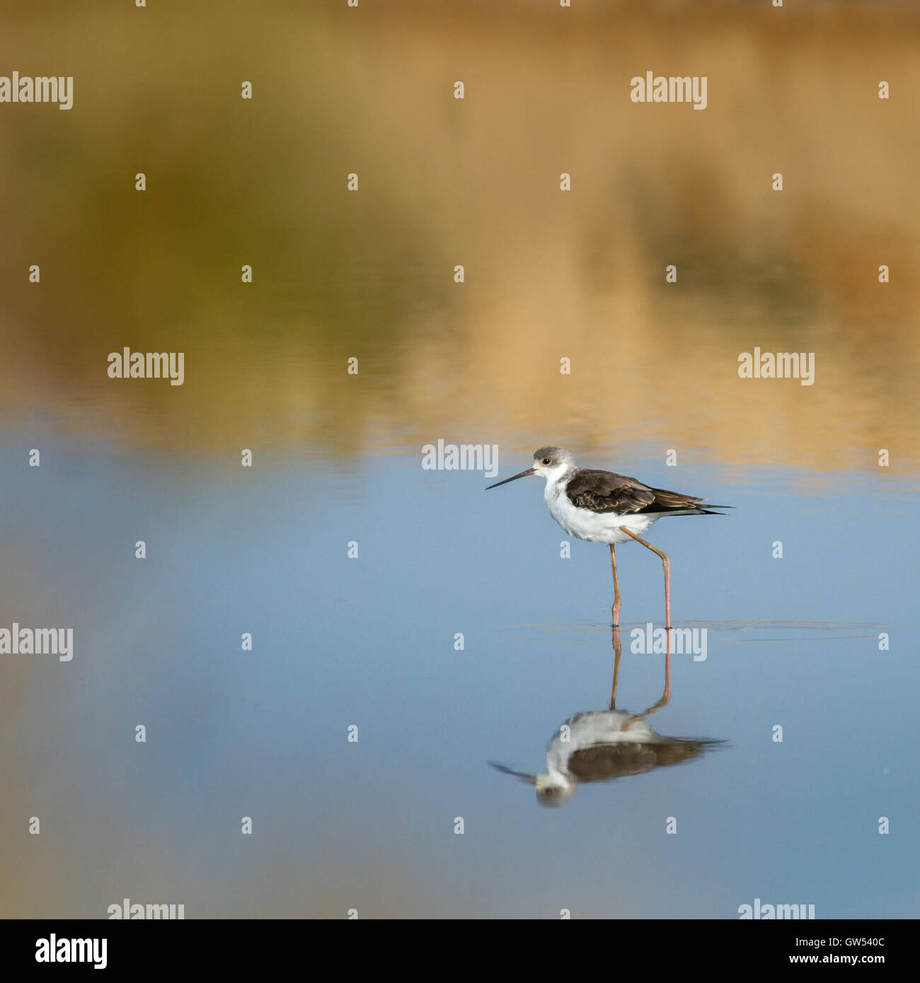 Stelzenläufer in den Salinen Tierwelt Hafen von Tavira, Portugal Stockfoto