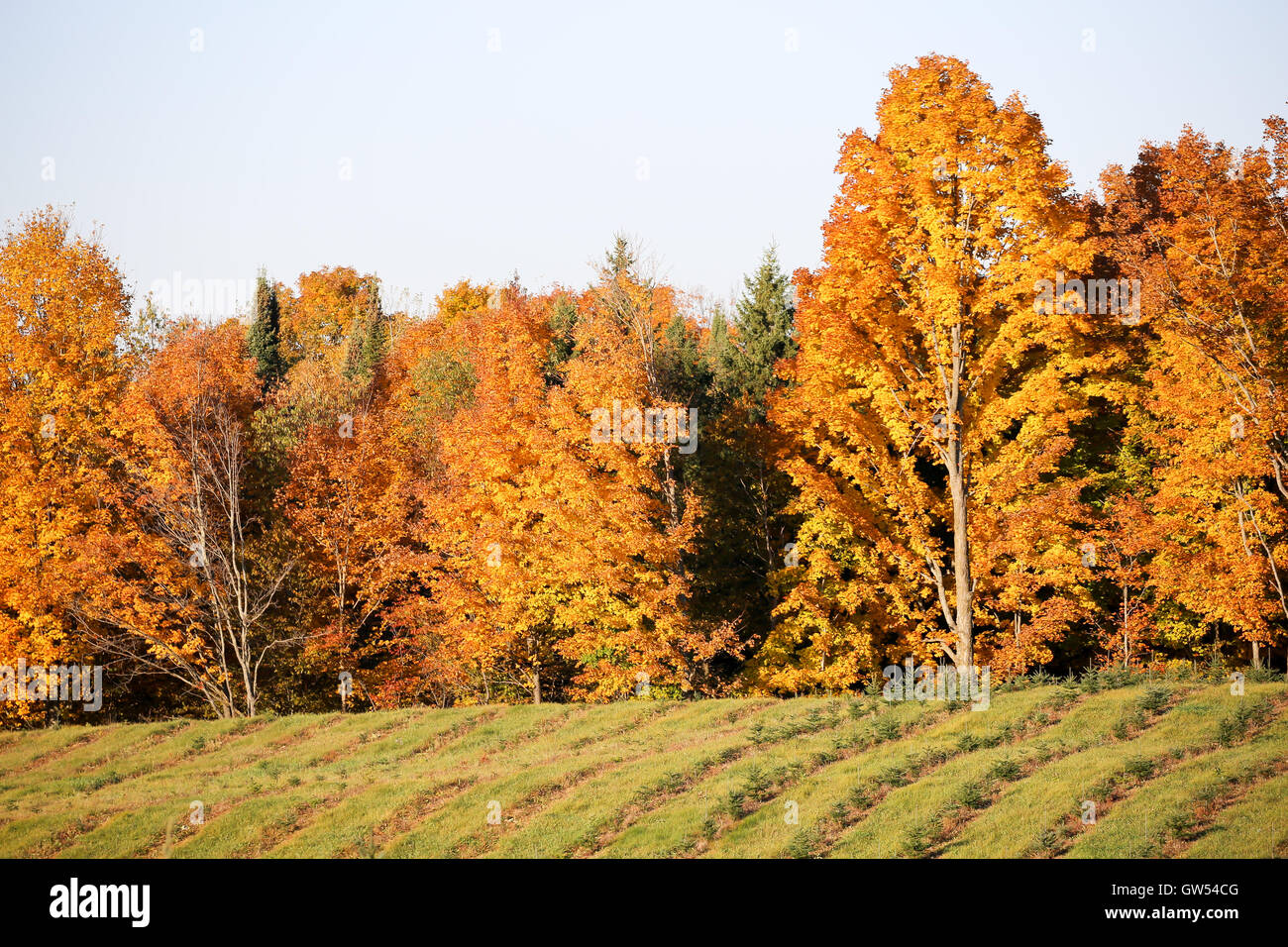 Reihe von jungen Weihnachtsbäume vor bunten harten Hölzern im Herbst. Stockfoto