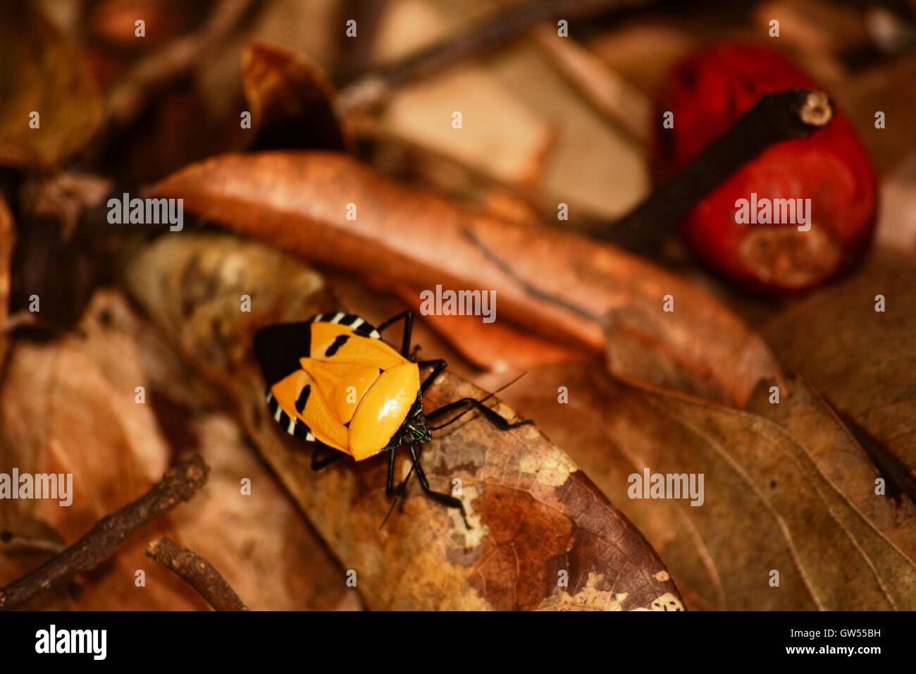 Bizarre Wald Insekt Stockfoto