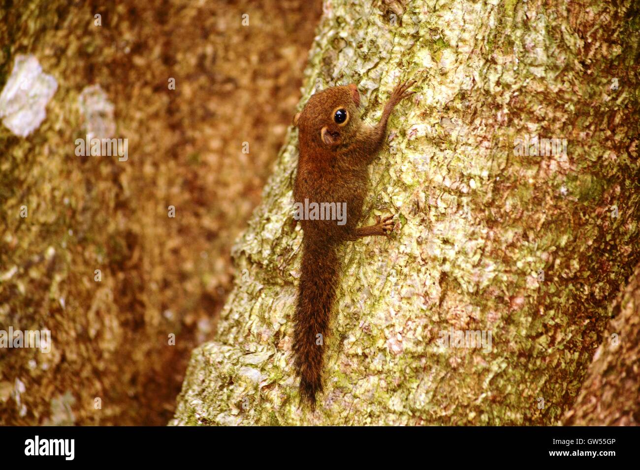 Plain pygmy Eichhörnchen auf dipterocarp Tree Stockfoto