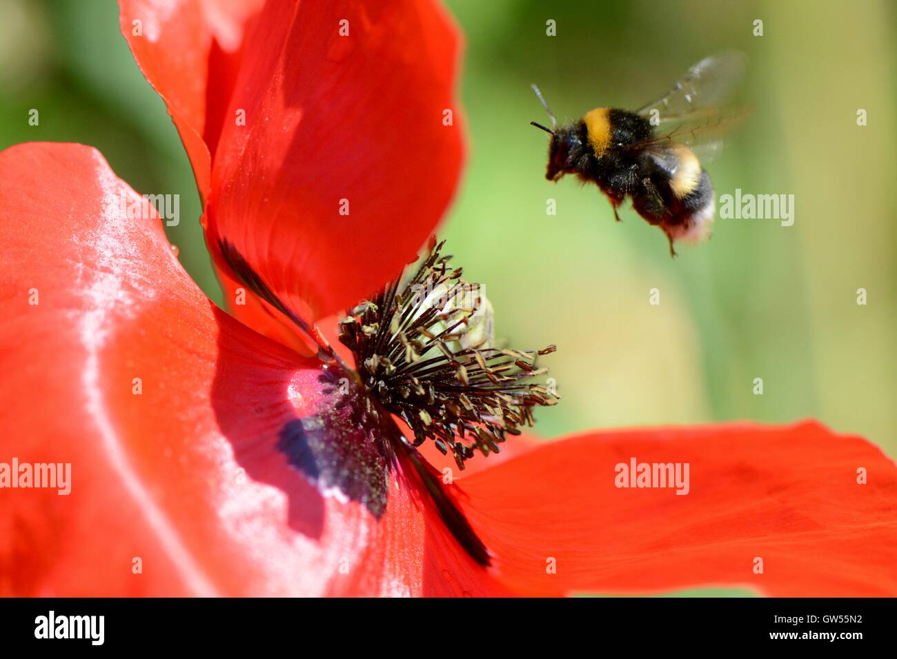 Biene auf der Zielseite Ansatz Stockfoto