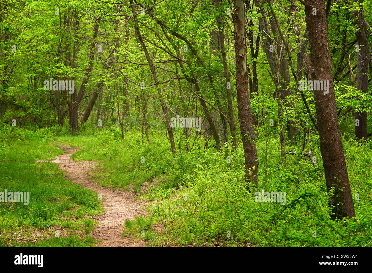 Üppige Frühlings-Farbe in den Wald entlang der nahen Patuxent River in Howard County, Maryland Stockfoto