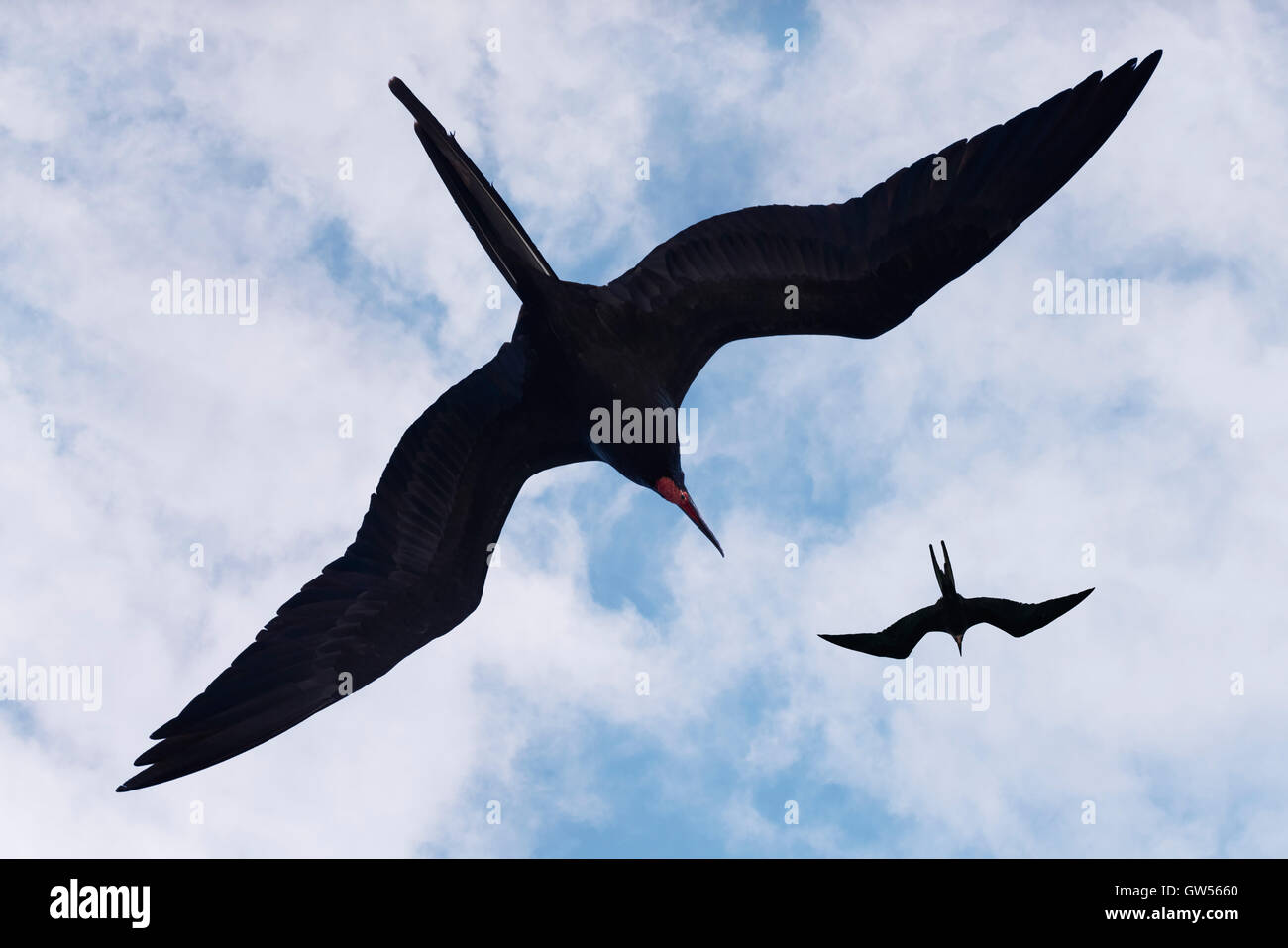 Zwei prächtige Fregattvögel (Fregata magnificens) steigen in einen blauen Sommerhimmel Stockfoto