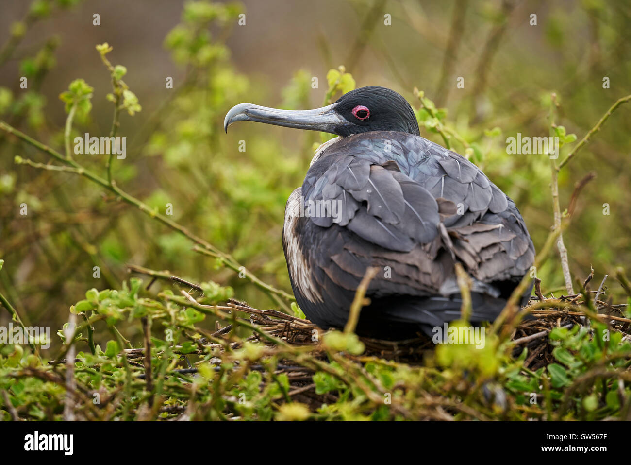 Juvenile herrliche Fregattvogel (Fregata magnificens) auf Genovesa in den Galapagos-Inseln von Ecuador Stockfoto