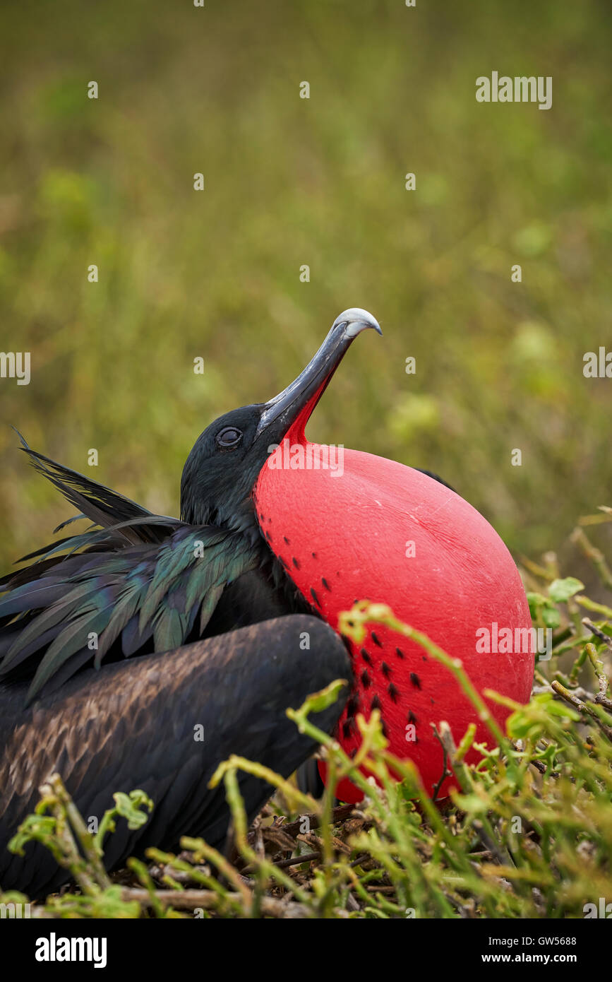 Männliche herrlichen Fregattvogel (Fregata magnificens) Paarungsverhalten durch Sprengung der roten Kehlsack anzeigen Stockfoto