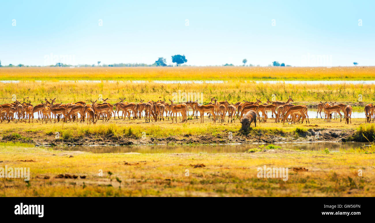 Tieren, einschließlich Implala und Warzenschweine am Wasserloch in Afrika Stockfoto