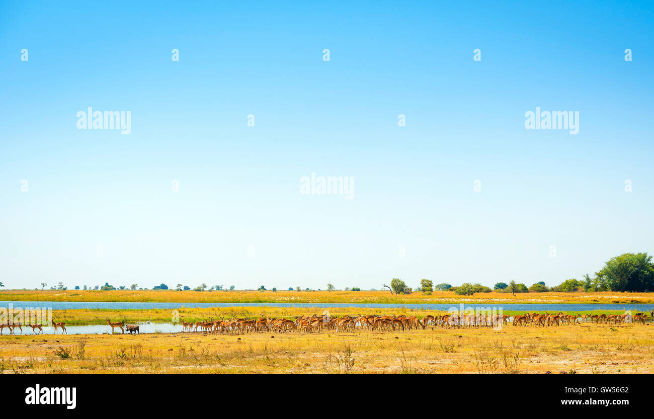 Tieren, einschließlich Implala und Warzenschweine am Wasserloch in Afrika Stockfoto