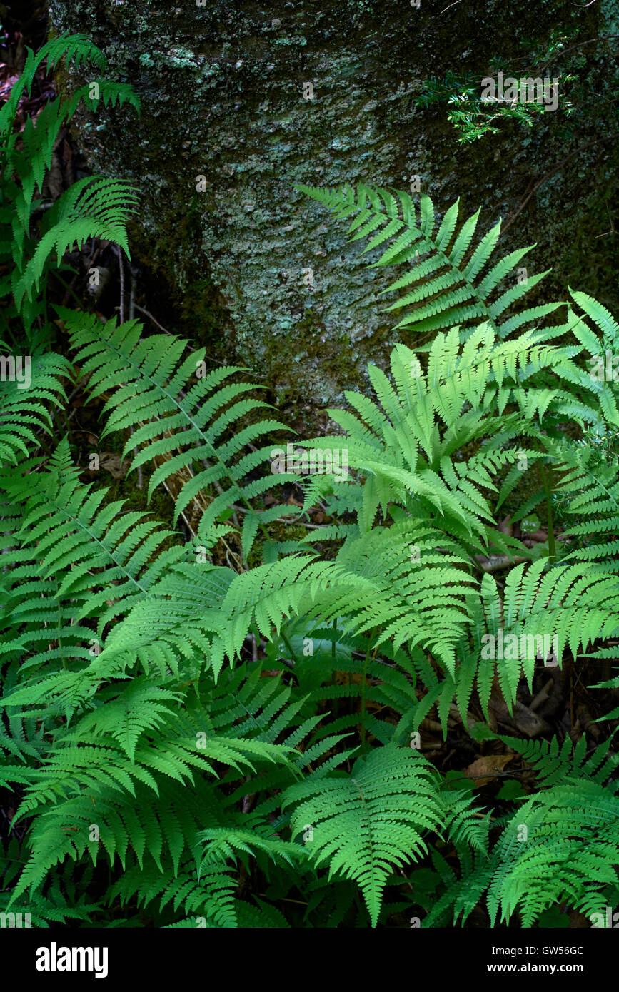 Frühling-Farne eine lebendige Show am Fuße eines Baumes im Ricketts Glen State Park Stockfoto