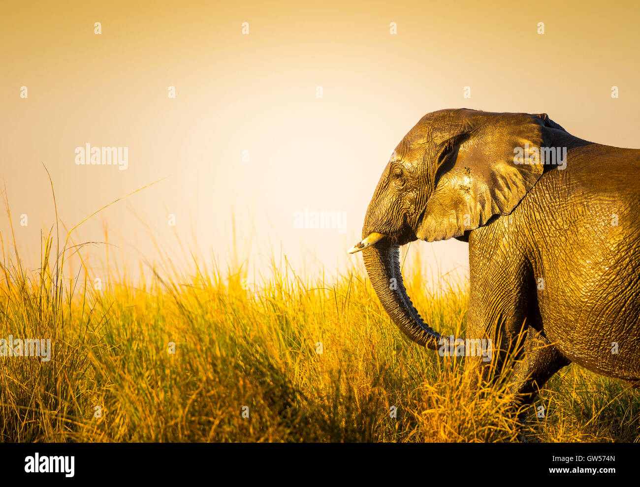 Elefant im Abendlicht lange Gras in Afrika Stockfoto