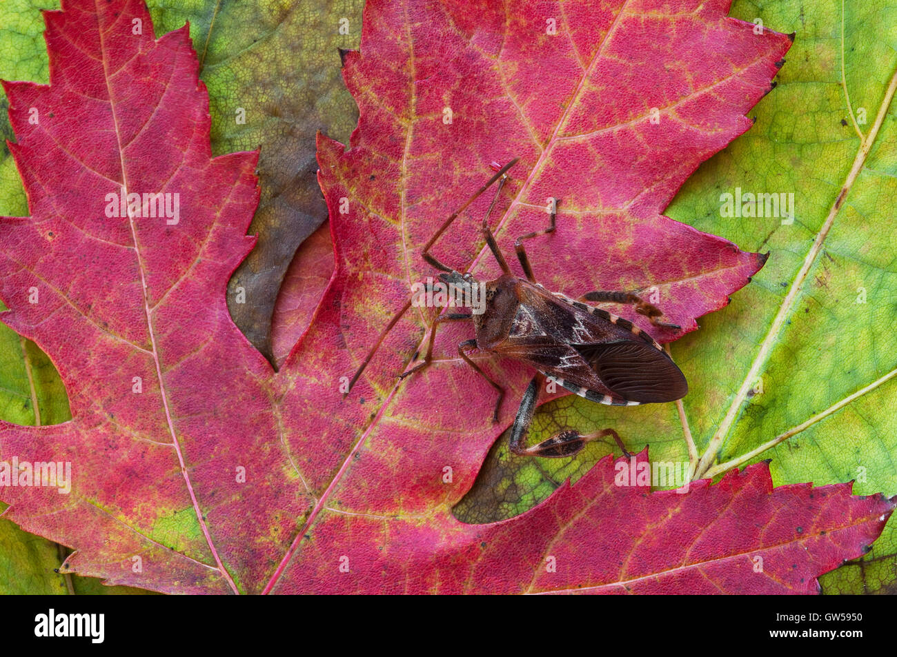 Blattfußwanze, (Leptoglossus occidentalis) auf silbernem Ahornblatt (Acer saccharinum), USA, von Skip Moody/Dembinsky Photo Assoc Stockfoto