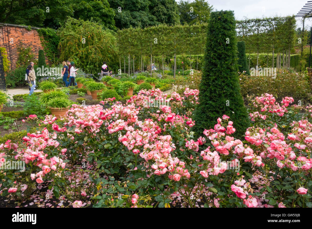 Besucher der Ziergarten in Alnwick Castle Garden mit einem Bett von rosa Rosen Rosa "Crathes Castle" Stockfoto