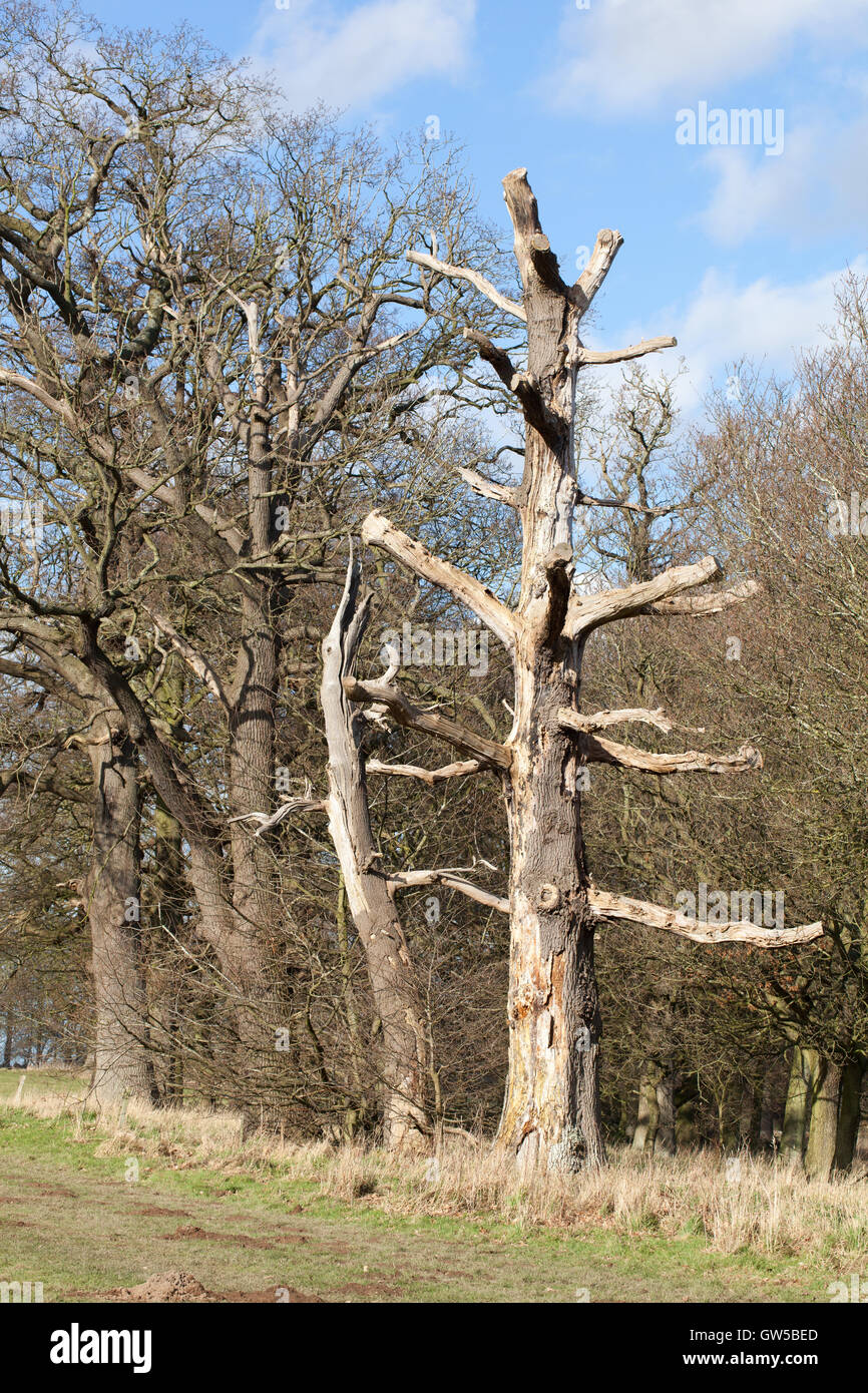 Englische Eiche (Quercus Robur) mit gestutzten Schnitt Rückseite Gliedmaßen. Toter Baum neben ein öffentliches Wanderweg/Recht der Weise Feldrand Stockfoto