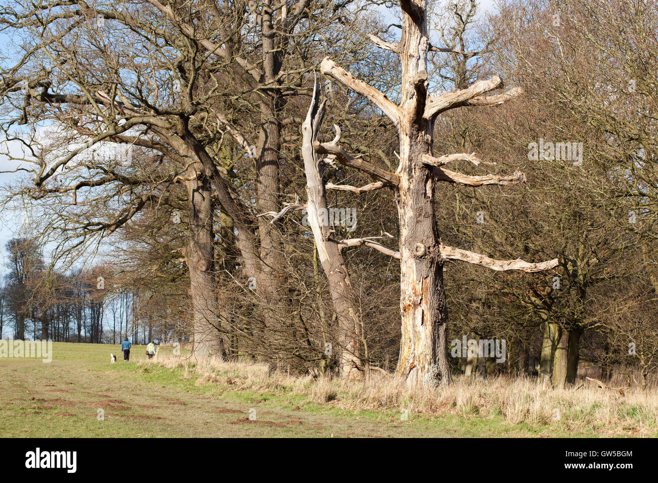 Englische Eiche (Quercus Robur) mit Gliedmaßen abgeschnitten und gekürzt. Toter Baum neben Feld Rand öffentlichen Fußweg. Stockfoto