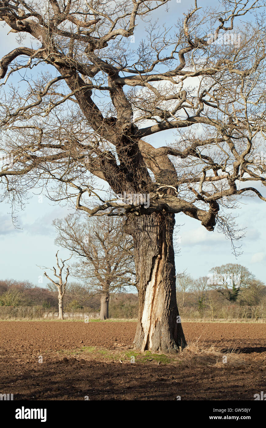 Englisch-Eiche (Quercus Robur). Reife Baumstamm. Schaden wahrscheinlich von einem Blitz Streik in früheren Leben entstanden sind. Stockfoto