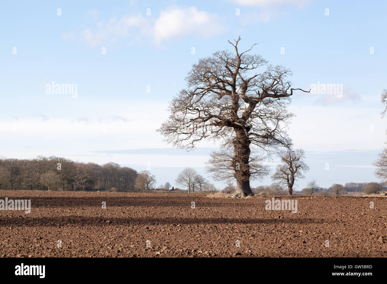 Englisch-Eiche (Quercus Robur) mit lebenden und toten Äste oder Gliedmaßen, aktuelle lebende Zweige charakteristischerweise stolz. Stockfoto