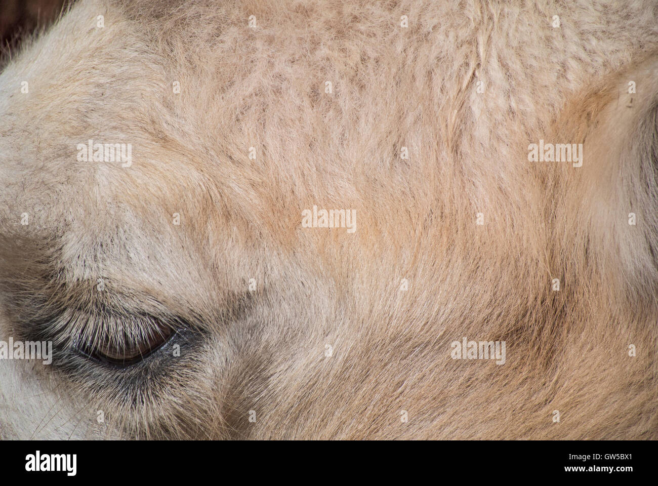Nahaufnahme-Seitenansicht des Kamels Gesicht Stockfoto