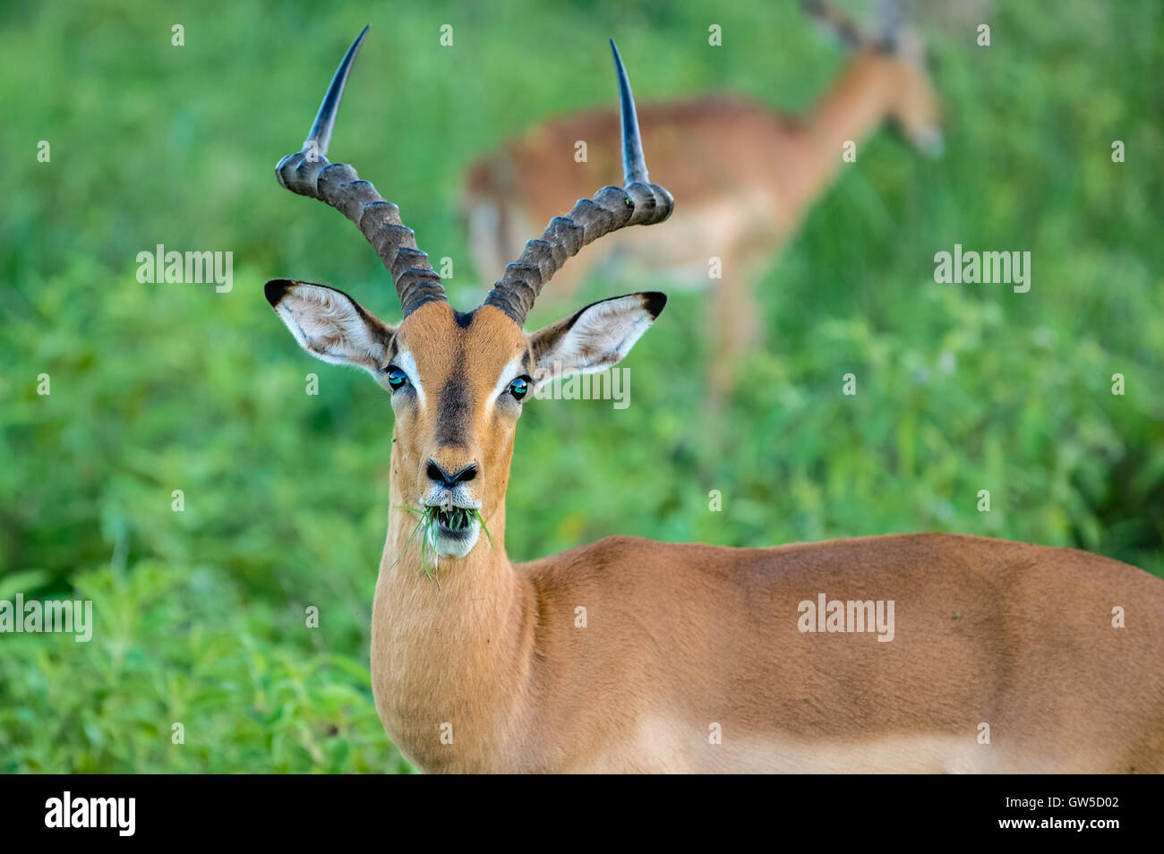 Ein Impala ist eine mittlere afrikanische Antilope. Emdoneni Game Reserve, Südafrika. Stockfoto