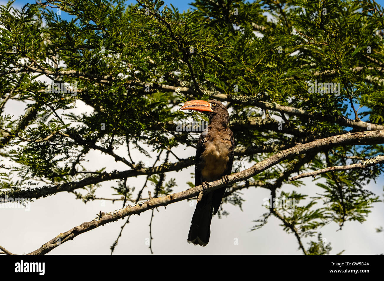 Hornbill gekrönt. Hluhluwe-Umfolozi Game Reserve, Südafrika. Stockfoto