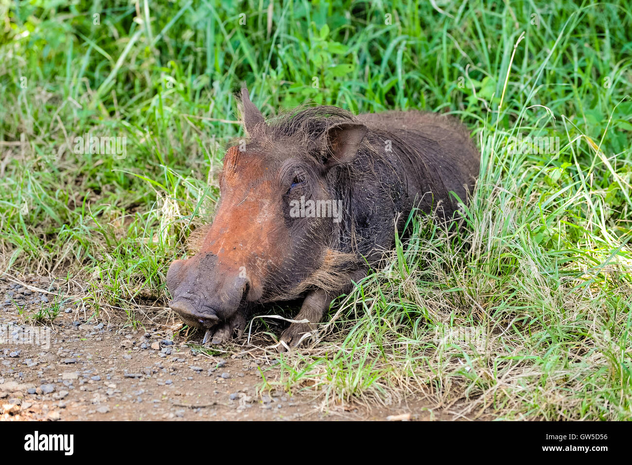 Die Warzenschwein ist eine wilde Mitglied der Schwein-Familie. Hluhluwe ...