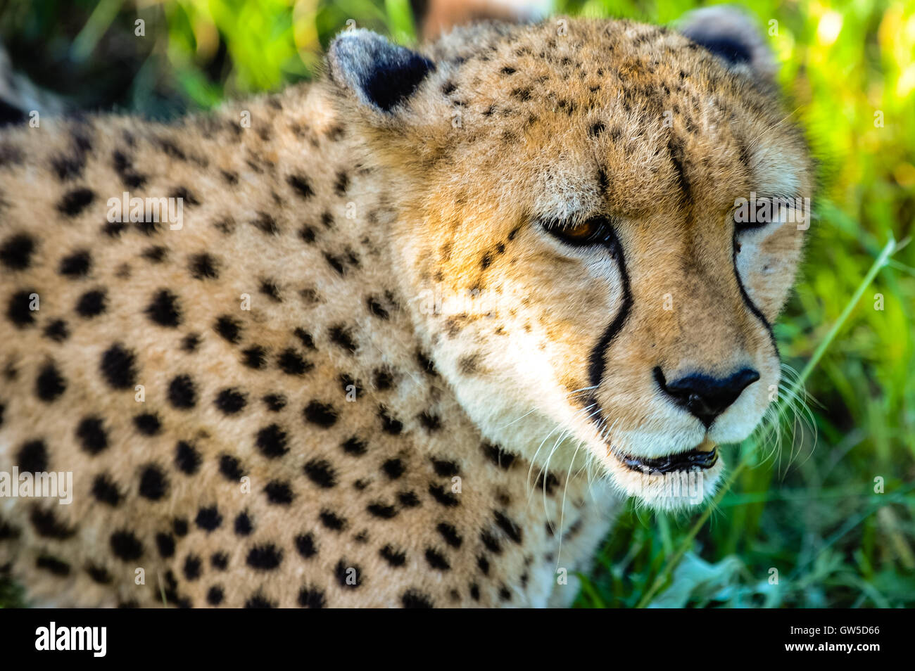 Gepard am Emdoneni Katze Rehabilitationszentrum in Südafrika, welche für wilde Katzen sorgen soll. Stockfoto