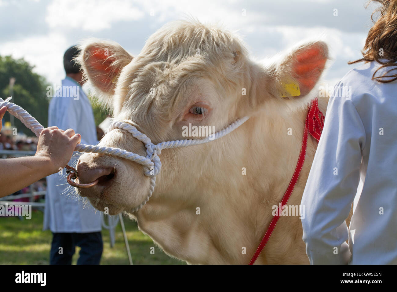 Charolais Rind (Bos sp.) Preis gewinnende Tier. Kontinentale Rindfleisch Rasse. Aylsham Landwirtschaftsausstellung. Norfolk. England. VEREINIGTES KÖNIGREICH. Stockfoto