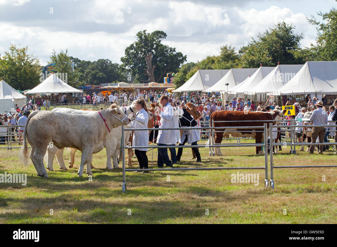 Charolais, Aberdeen Angus und Hereford-Rinder-Rassen (Bos sp.) Preis gewinnende Tiere. Fleischrassen im Ring. Aylsham landwirtschaftliche Stockfoto