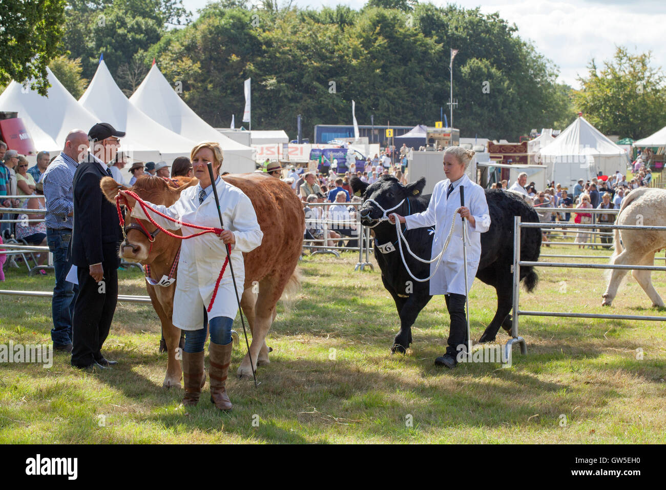 Rinder-Rassen (Bos sp.) Limousin und Aberdeen Angus. Preis gewinnende Tiere. Fleischrassen wird zusammengebaut, um im Ring zu gehen. Stockfoto