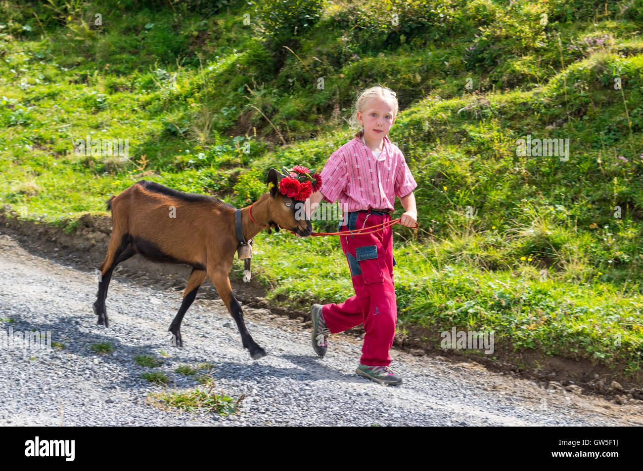 Alpine Transhumanz in der Schweiz. Mädchen mit einer Ziege während der Alpabzug, eine Vieh-Fahrt von Almen zurück ins Tal im Herbst. Stockfoto